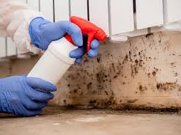 Why You Should Choose Our Mold Remediation Services in Dallas Center, IA